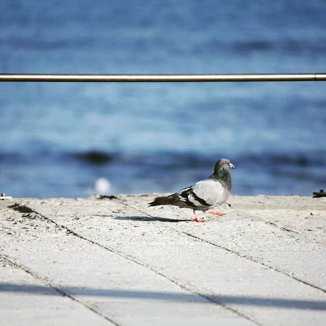 imagem de um pombo na beira da praia